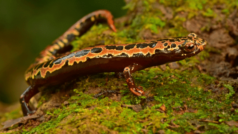 Salamandra mexicana: la salamandra Bolitoglossa mexicana se ve a menudo en América del Norte, pero es menos frecuente en los Neotrópicos.