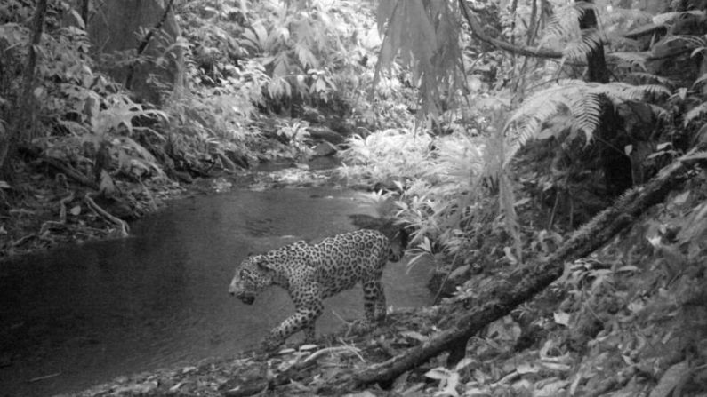 Jaguar: El equipo tomó esta foto de un jaguar en Ciudad Blanca. Los jaguares en el área han sido víctimas de la deforestación, la pérdida de hábitat y la caza excesiva.