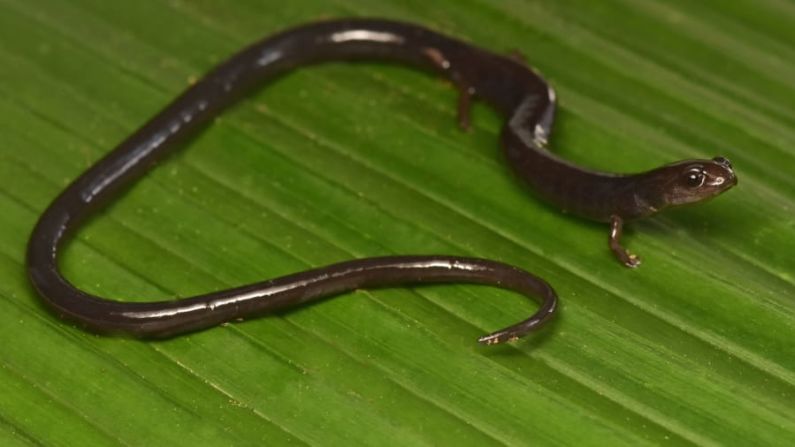 Salamandra gusano: En la expedición científica, los miembros del equipo vieron una especie de salamandra gusano. Está en lo alto de la lista de prioridades de conservación ya que es muy vulnerable.