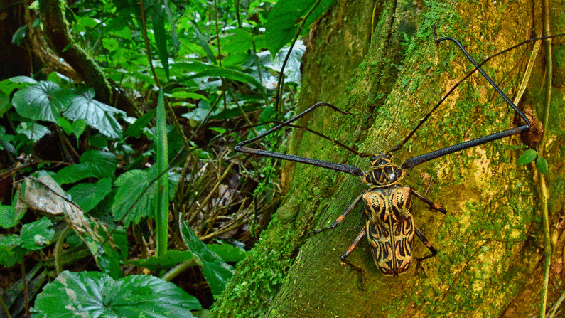 Escarabajo arlequín macho: Larsen dice que disfruta especialmente admirando insectos y escarabajos: "Me fascinan las criaturas más pequeñas que representan gran parte de la biodiversidad que nos rodea", dice.