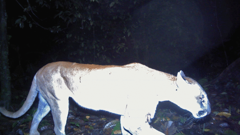 Puma: Larsen también tuvo un encuentro inesperado con un puma. "Estaba en una noche caminando solo en un pequeño y estrecho barranco estrecho, me di la vuelta y la lámpara de mi cabeza iluminó estos grandes ojos brillantes", recuerda.