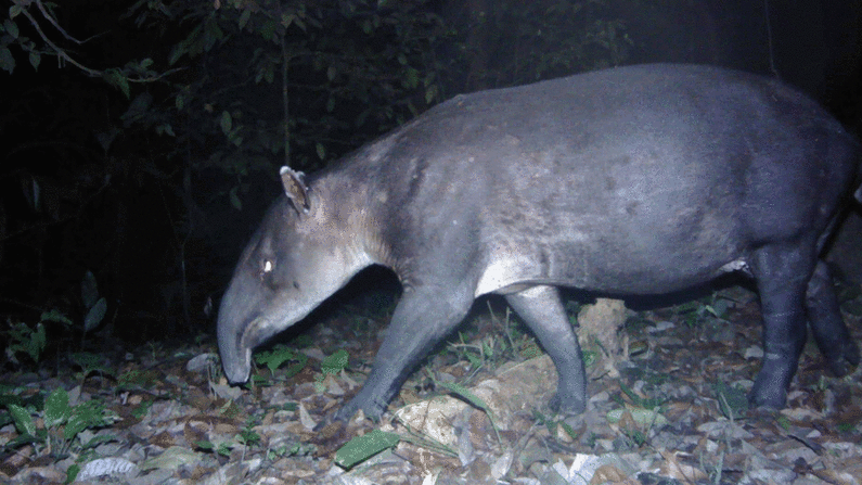 Tapir de Baird: también conocido como el elefante de América Central, esta especie en peligro de extinción es nativa de México, América Central y el noroeste de América del Sur.