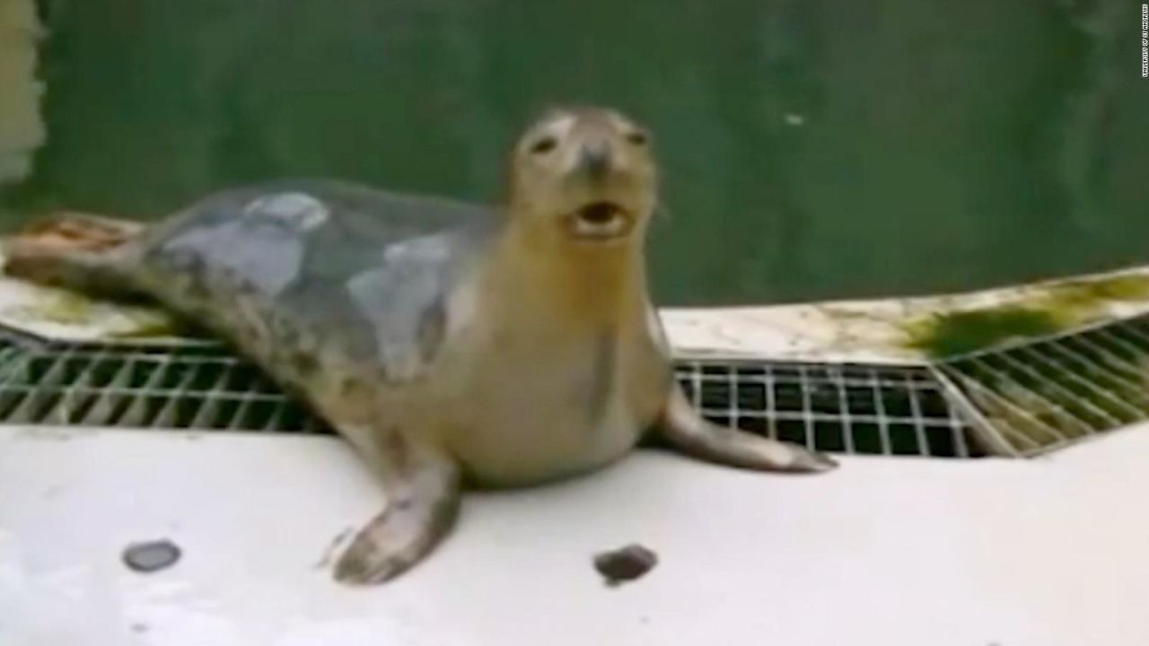 CNNE 663598 - una foca que puede "cantar"