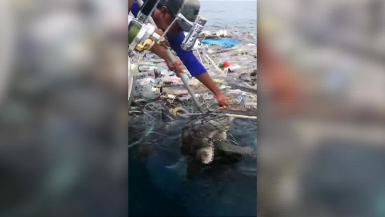 CNNE 663617 - al rescate de dos tortugas en tailandia