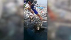 CNNE 663617 - al rescate de dos tortugas en tailandia