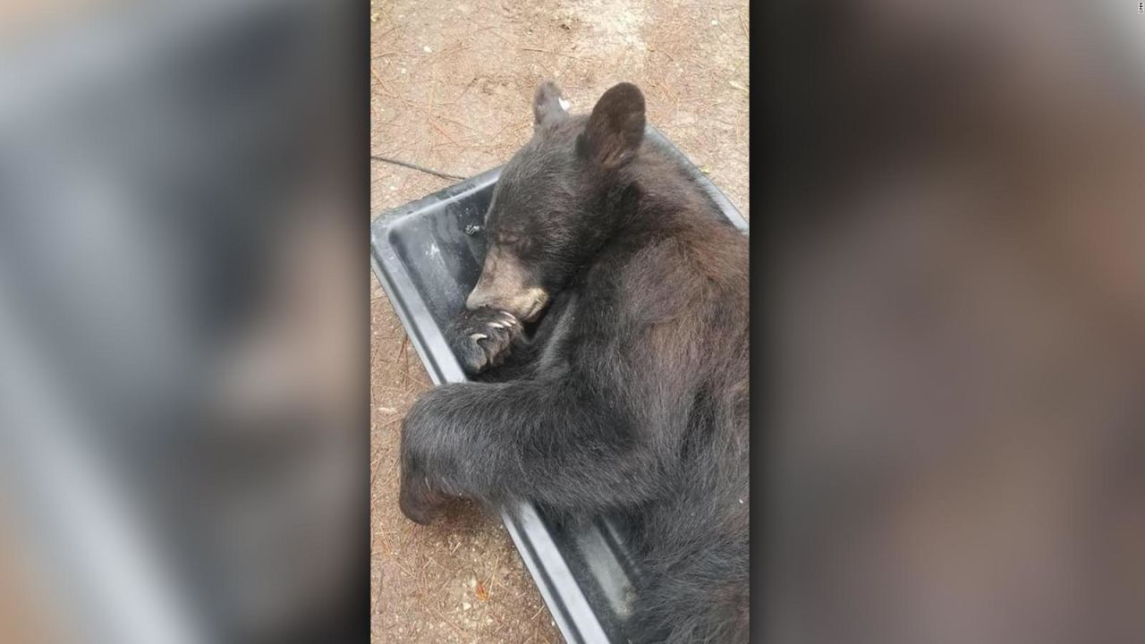 CNNE 663935 - un oso se refugia en un armario para echarse una siesta