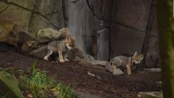 CNNE 664759 - estos cachorros de lobo nacieron en el zoologico de chapultepec