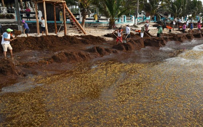 Científicos de la Universidad del Sur de la Florida afirman que las olas de sargazo pueden deberse al calentamiento global por el aumento de nutrientes que suben desde el fondo de las corrientes oceánicas. (Foto: Rodrigo Arangua/AFP/Getty Images).