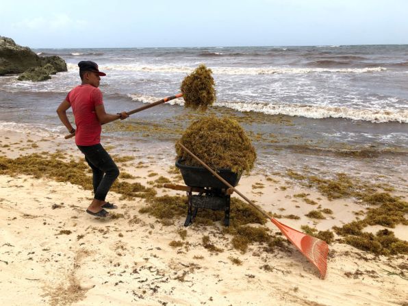 Toneladas de sargazo invadieron las playas de Tulum, Playa del Carmen y Cancún, en el turístico Caribe mexicano.