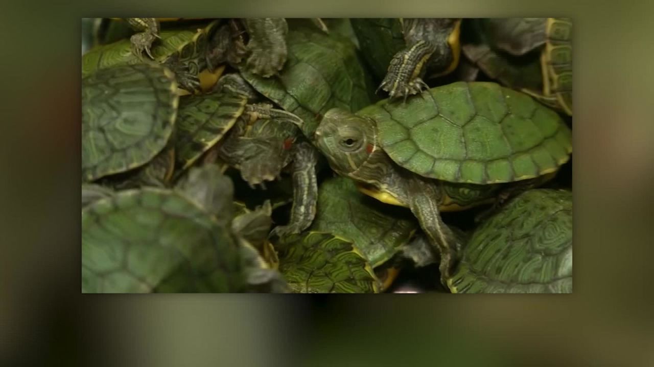 CNNE 665353 - confiscan miles de tortugas en aeropuerto de malasia