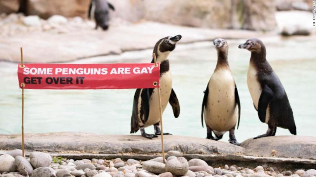 El zoológico de Londres tiene una colonia de 93 pingüinos, entre ellos una pareja de pingüinos gay.