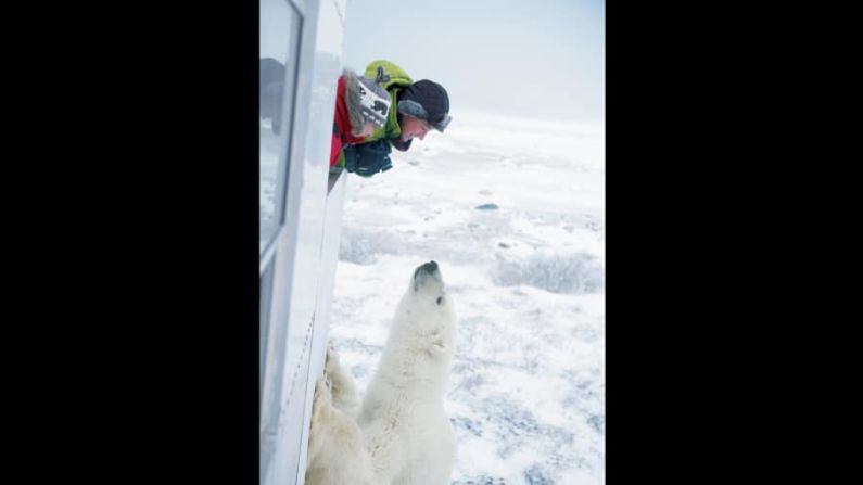 Churchill, Manitoba: conocida como la capital mundial de los osos polares, Churchill es una de las pocas ciudades del mundo en las que uno se puede encontrar cara a cara con los famosos osos en la naturaleza.