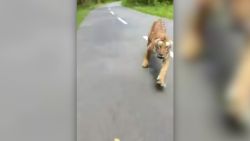 CNNE 667441 - encuentro con un tigre en una carretera de india