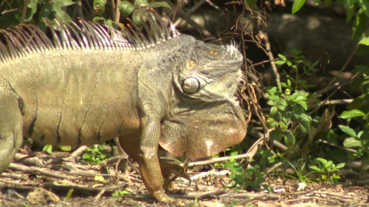 CNNE 668373 - las iguanas causan estragos en la florida