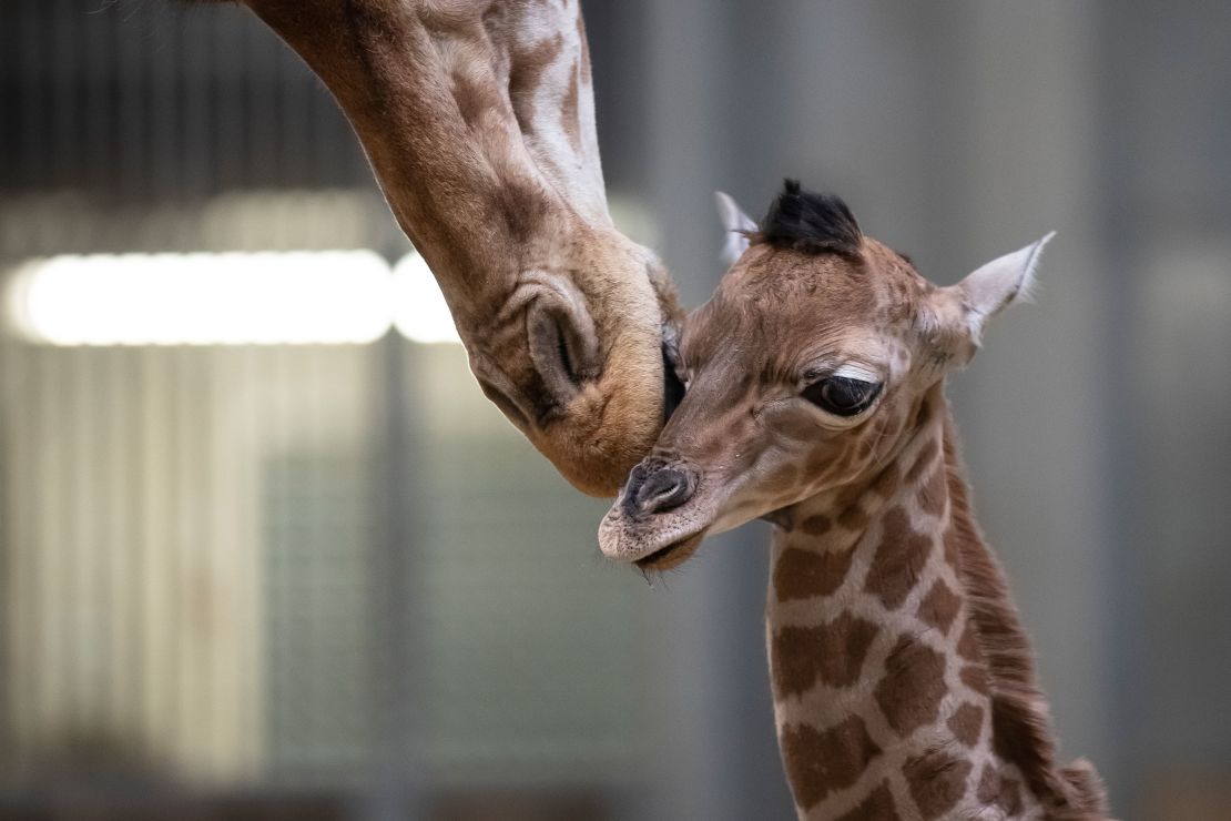 CNNE 669321 - france-animal-zoo-giraffe