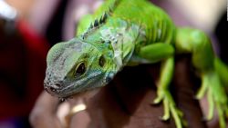 CNNE 670069 - florida busca terminar con la invasion de iguanas verdes