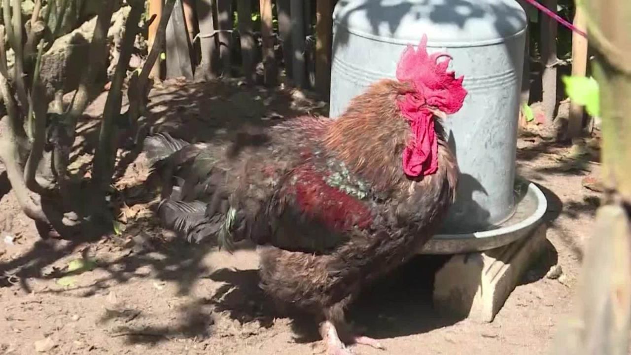 CNNE 670130 - a juicio un gallo en francia