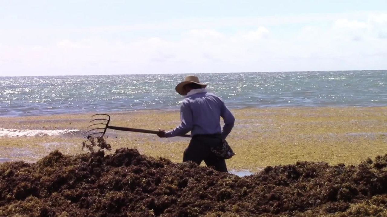 CNNE 670619 - marea de sargazos invade costas de mexico y el caribe