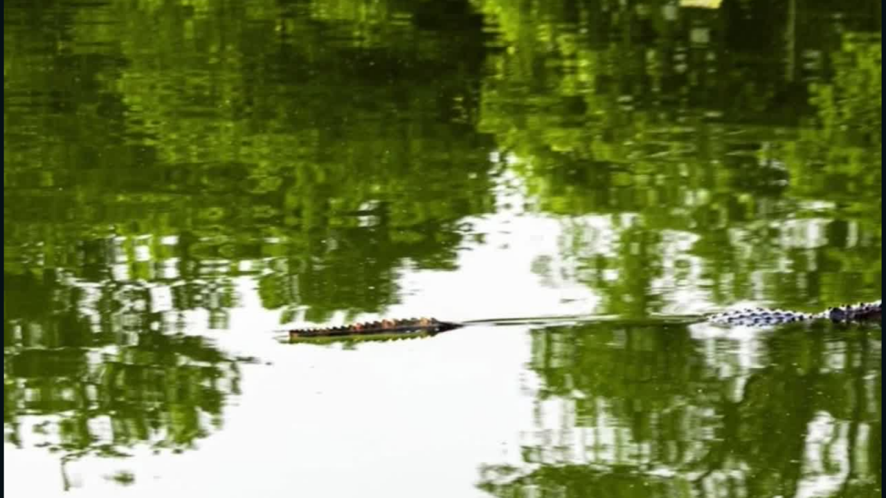 CNNE 671295 - encuentran un caiman en chicago