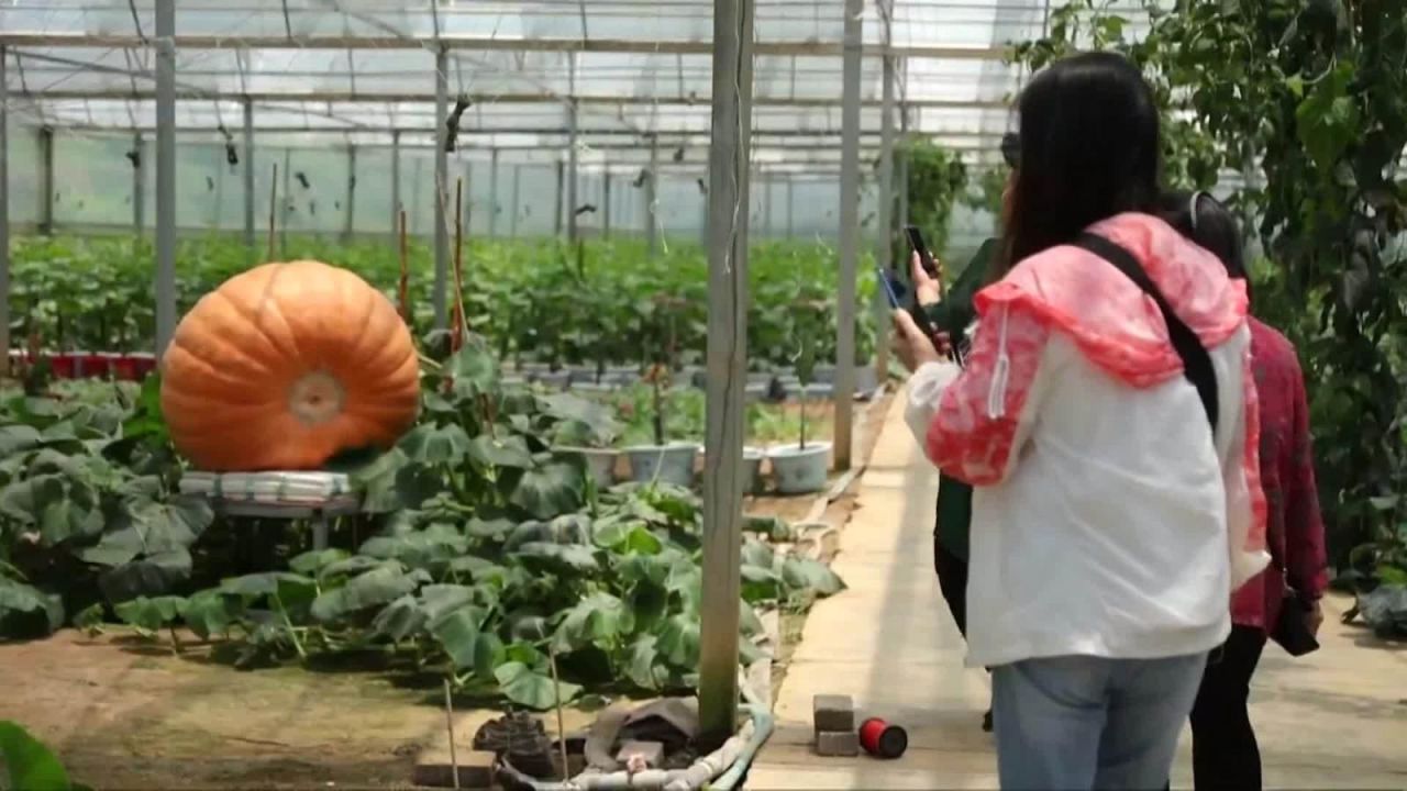 CNNE 672167 - crean calabazas gigantes en el suroeste de china