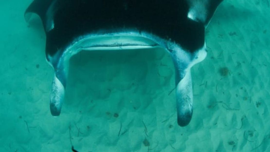 Freckles es una de las muchas manta rayas en la costa de Ningaloo.