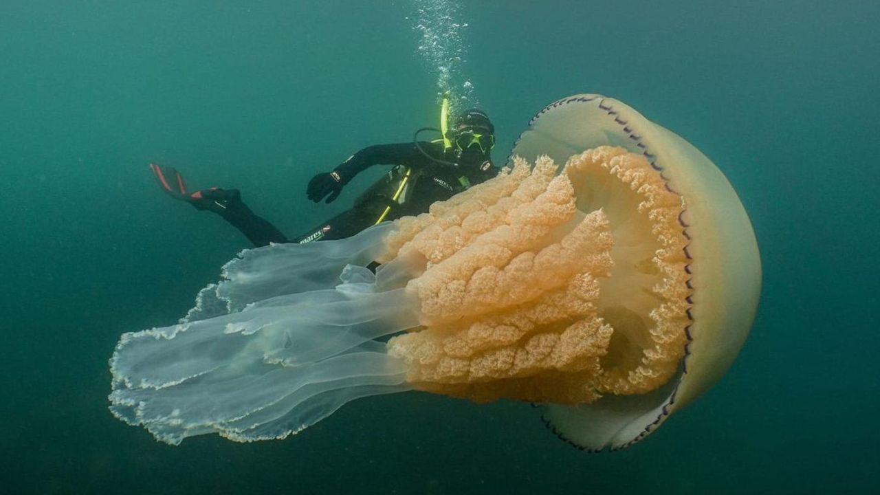 CNNE 673158 - graban una rara medusa gigante, del tamano de un humano