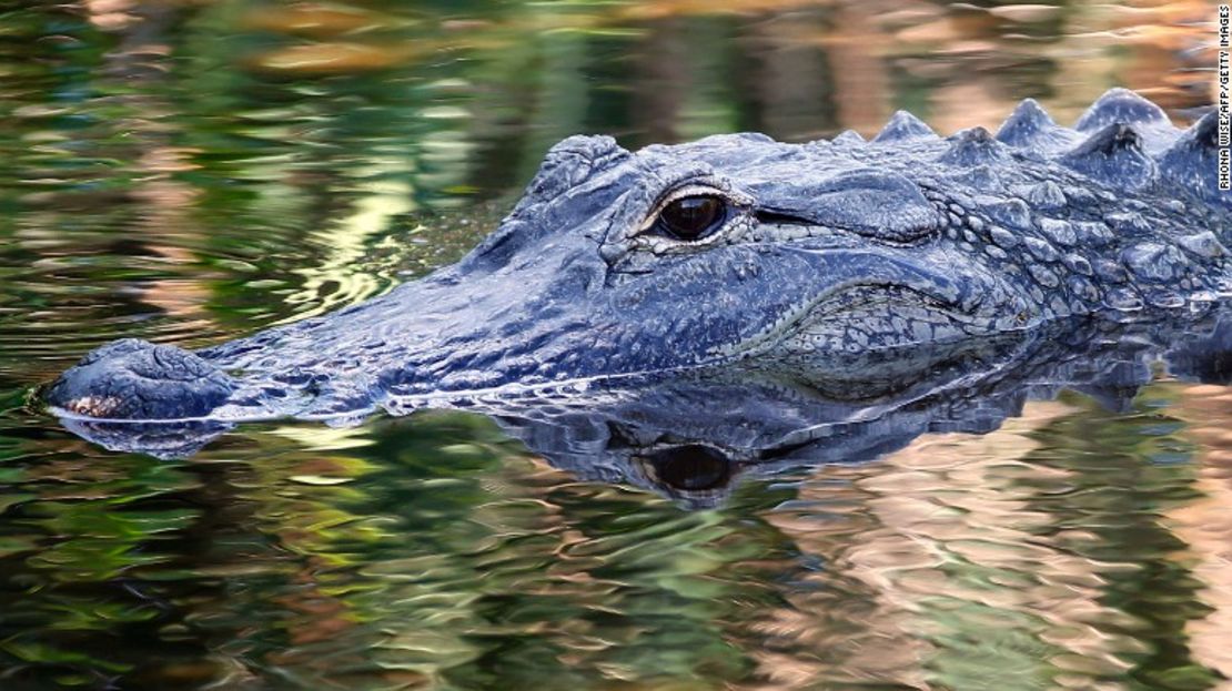 Un departamento de policía en Tennessee advirtió a los residentes que dejen de echar drogas por el inodoro o podrían crear "caimanes adictos a la metanfetamina". Este caimán fue fotografiado en la Florida en 2016.