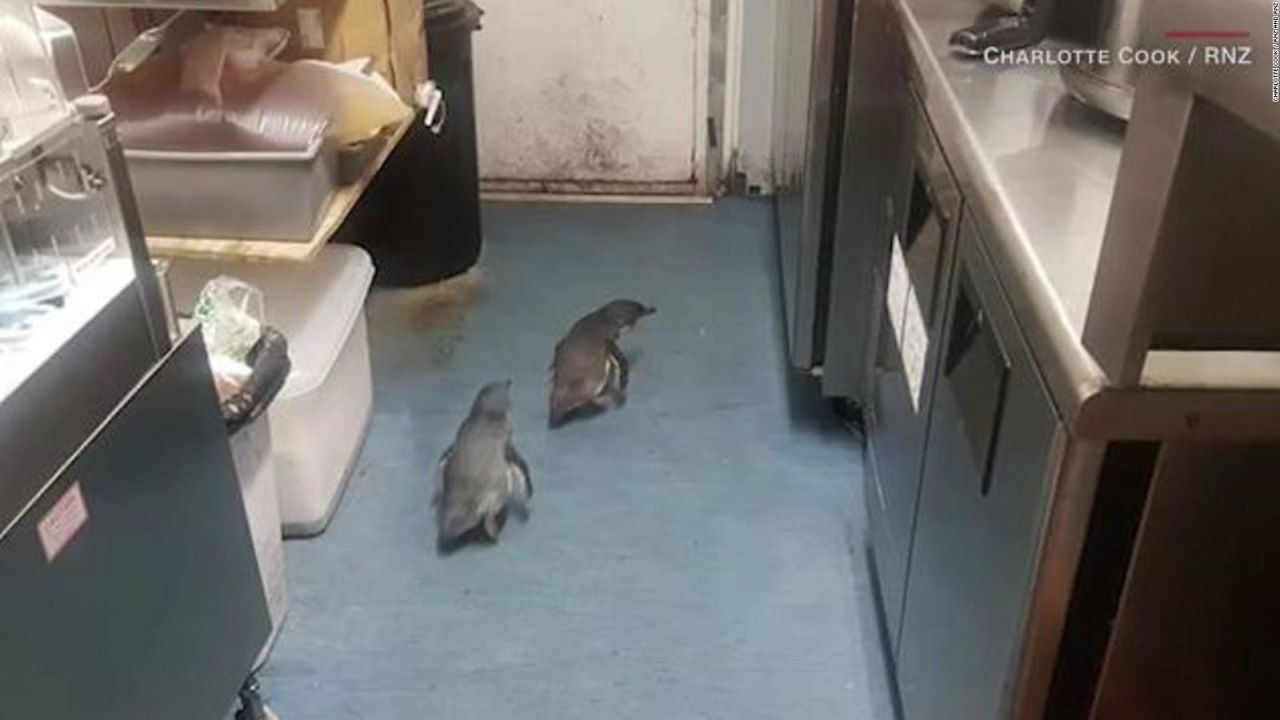 CNNE 673440 - una pareja de pinguinos encontro un restaurante del que no se quieren ir