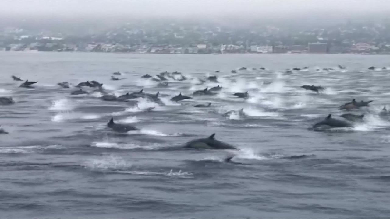 CNNE 673487 - captan en video una manada de delfines en california