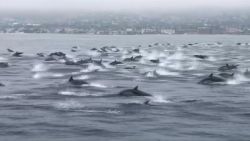 CNNE 673487 - captan en video una manada de delfines en california