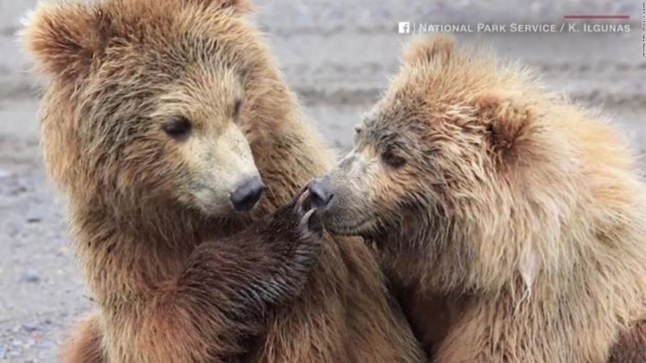 CNNE 673513 - ¿es esta la foto de un oso "mandando a callar" a otro?