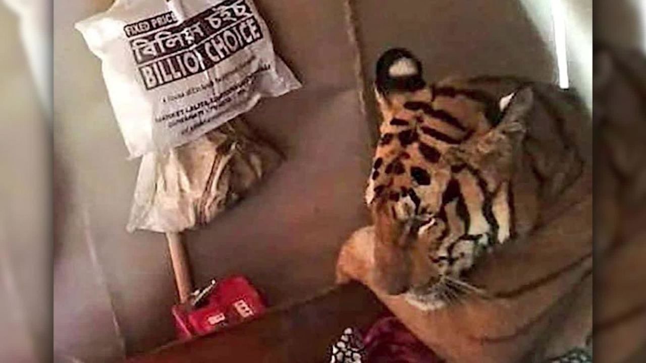 CNNE 675144 - familia encuentra a un tigre descansando en su casa en la india