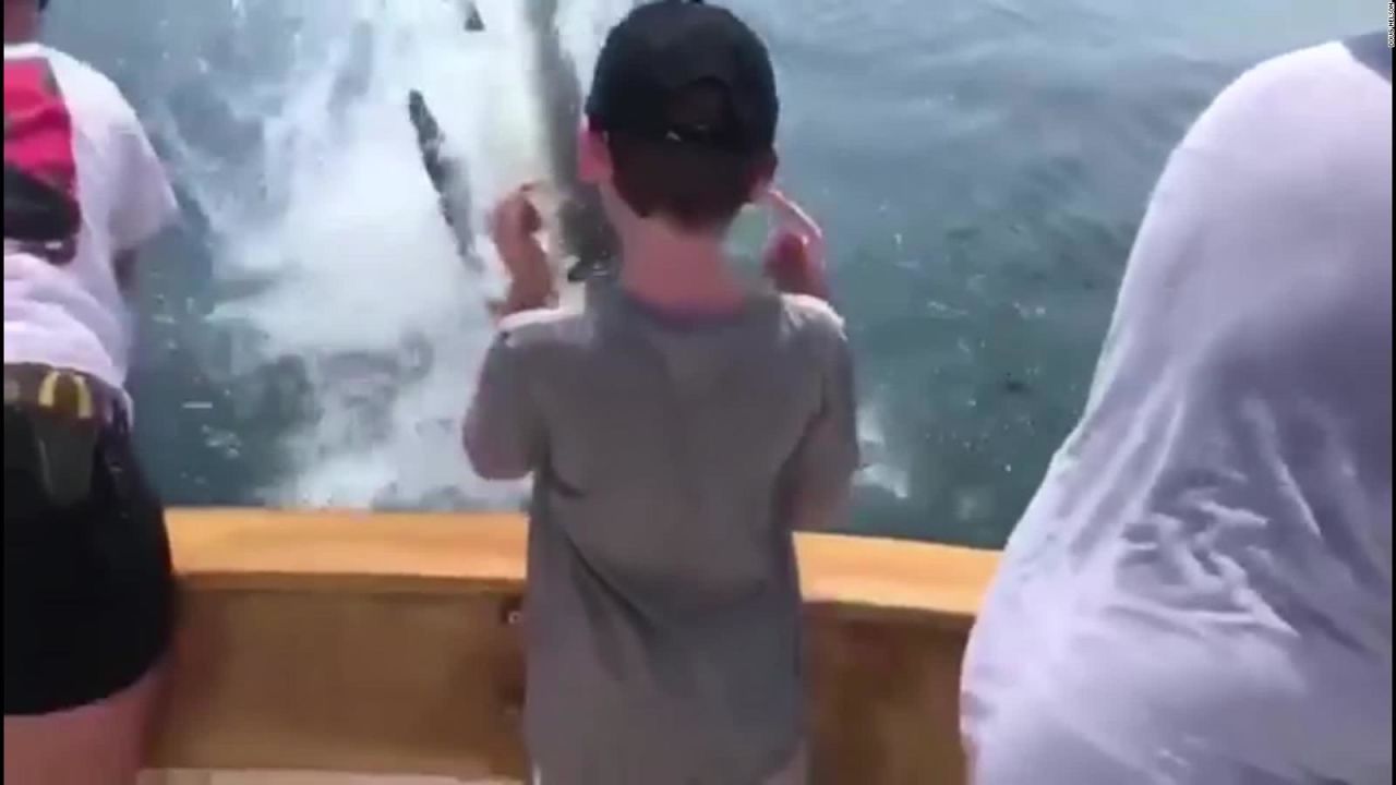 CNNE 675782 - un tiburon blanco se roba el esfuerzo de estos pescadores