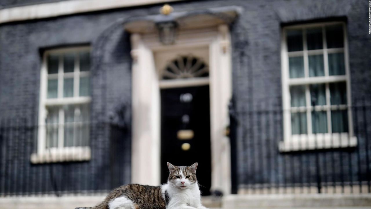 CNNE 676343 - el gato larry espera conocer al nuevo primer ministro