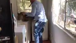 CNNE 676589 - asi atraparon a un leopardo en una casa de sudafrica