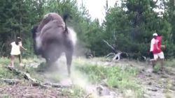 CNNE 676998 - video muestra ataque de bisonte a nina