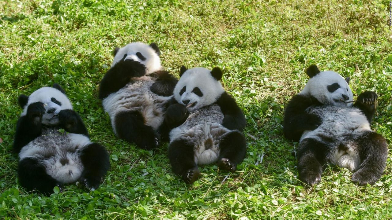 CNNE 677834 - esta reserva china festejo el cumpleanos de 18 pandas