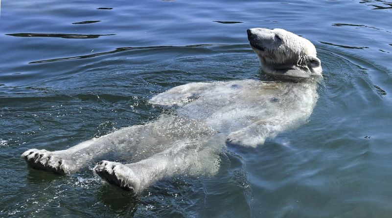 Un oso polar llamado Nanook se refresca en el zoológico de Gelsenkirchen, Alemania, el 24 de julio. Foto: Martin Meissner/AP