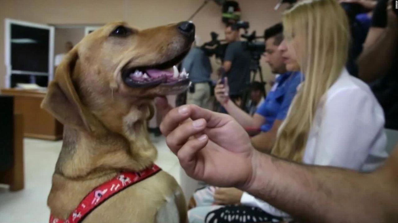 CNNE 678982 - un testigo con cuatro patas defiende sus derechos