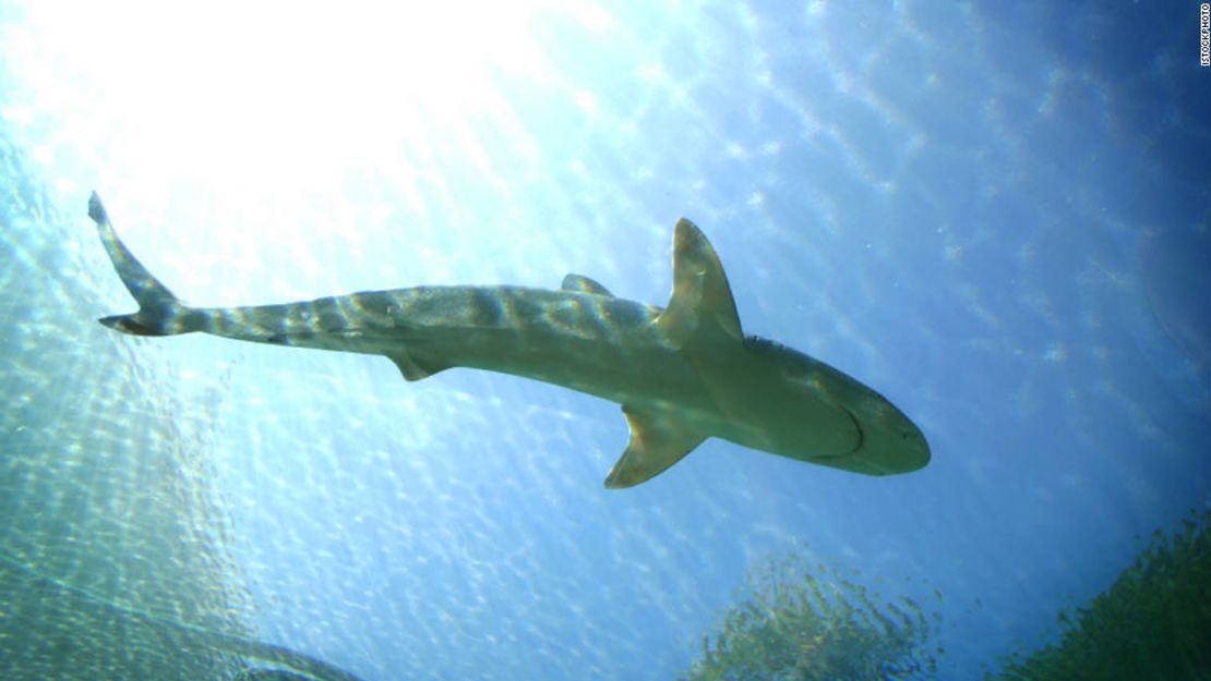 Tiburones toro criados en un lago en un campo de golf de Queensland, Australia.