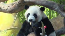 CNNE 679527 - trillizos panda cumplen 5 anos y lo celebran a lo grande