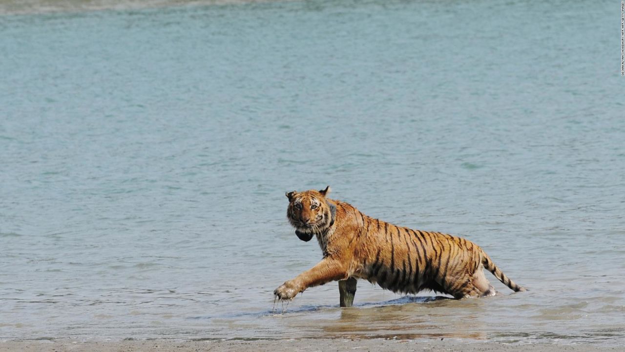 CNNE 680063 - aumenta la poblacion de tigres en la india