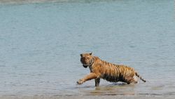 CNNE 680063 - aumenta la poblacion de tigres en la india