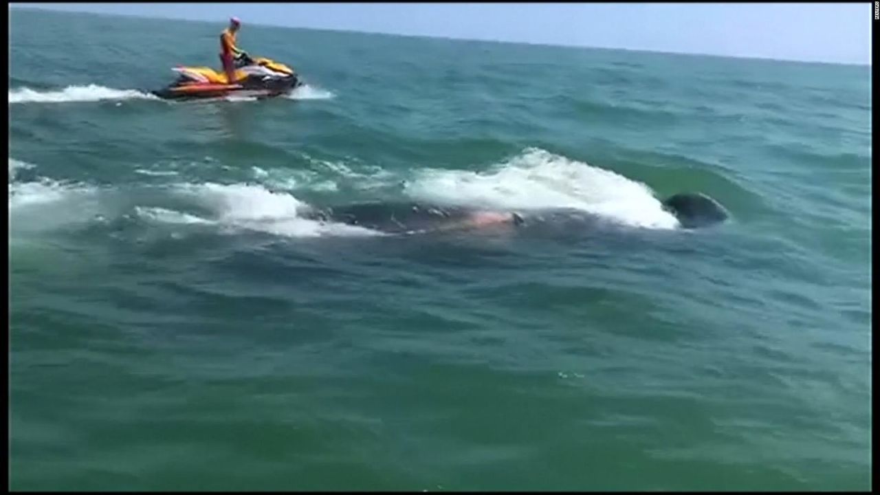 CNNE 681245 - estos pescadores lograron devolver al mar a una ballena