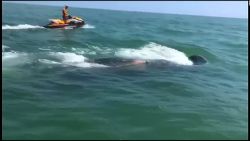 CNNE 681245 - estos pescadores lograron devolver al mar a una ballena