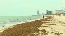 CNNE 682034 - la operacion de limpieza de las playas de miami