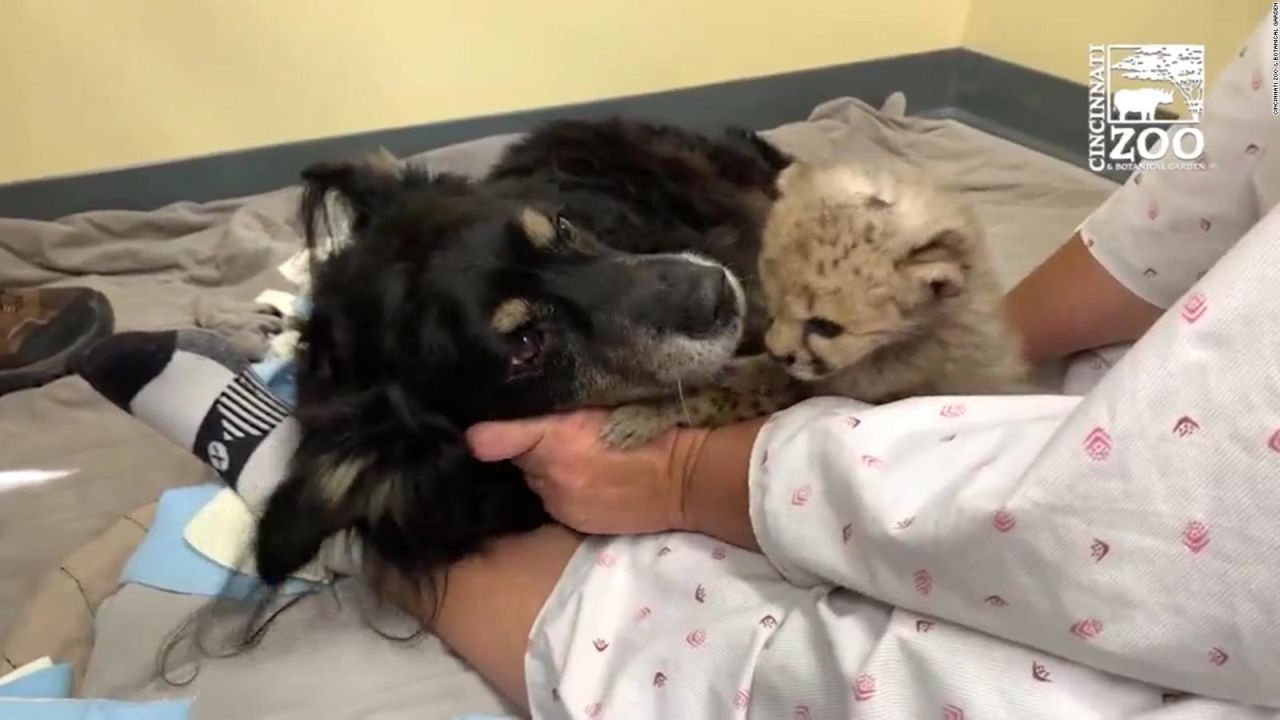 CNNE 683123 - un perro cuida a cachorro de guepardo en un zoologico