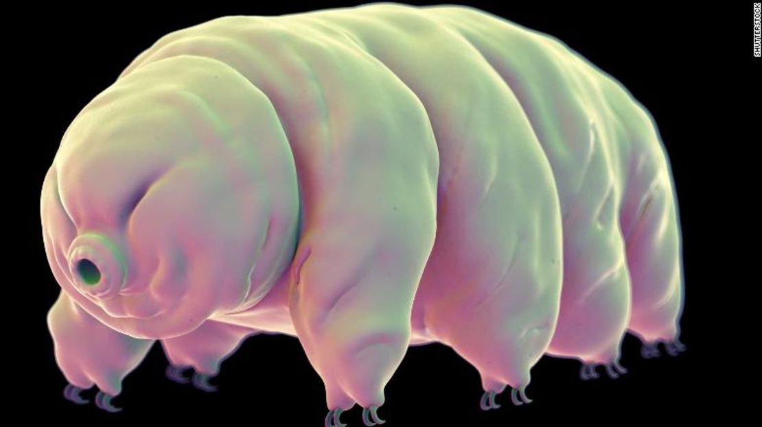 CNNE 684401 - 190807144613-02-tardigrade-stock-exlarge-169