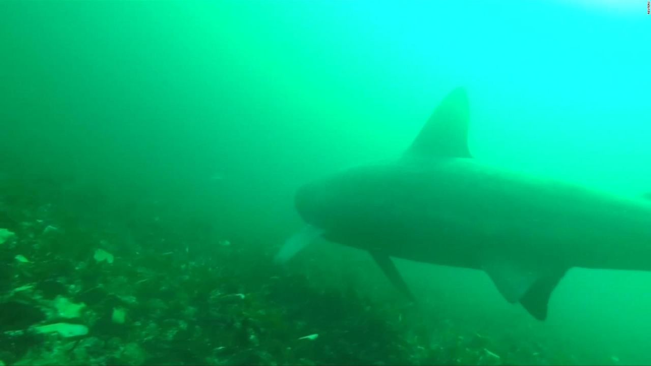 CNNE 684931 - "sharkcam" nos acerca a los tiburones peregrinos