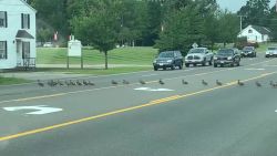 CNNE 685038 - esta fila interminable de patos detuvo el trafico en maine